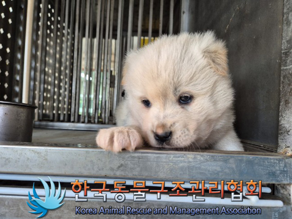 한국동물구조관리협회_441559202500072